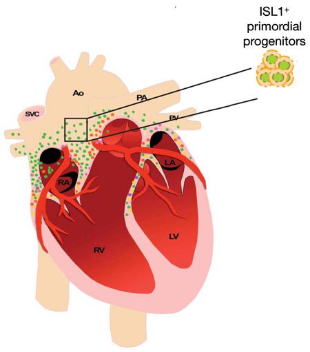 Des cellules souches découvertes à l’intérieur du coeur